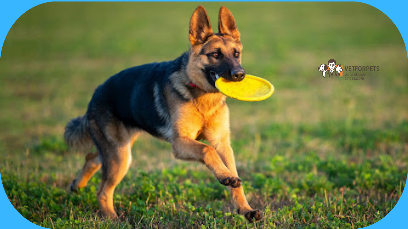 ژرمن شپرد در حال بازی کردن