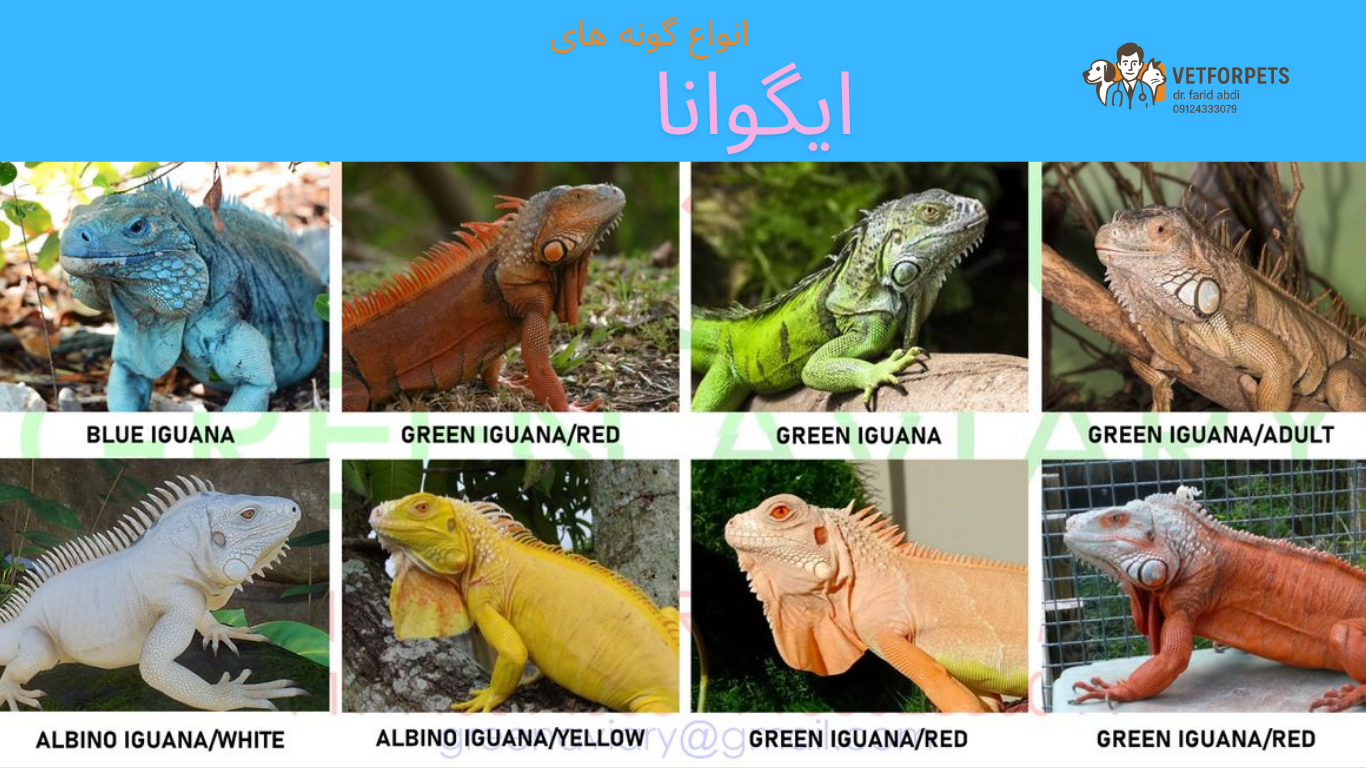 انواع گونه های ایگوانا