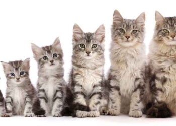 بلوغ در گربه‌ها