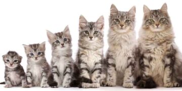 بلوغ در گربه‌ها