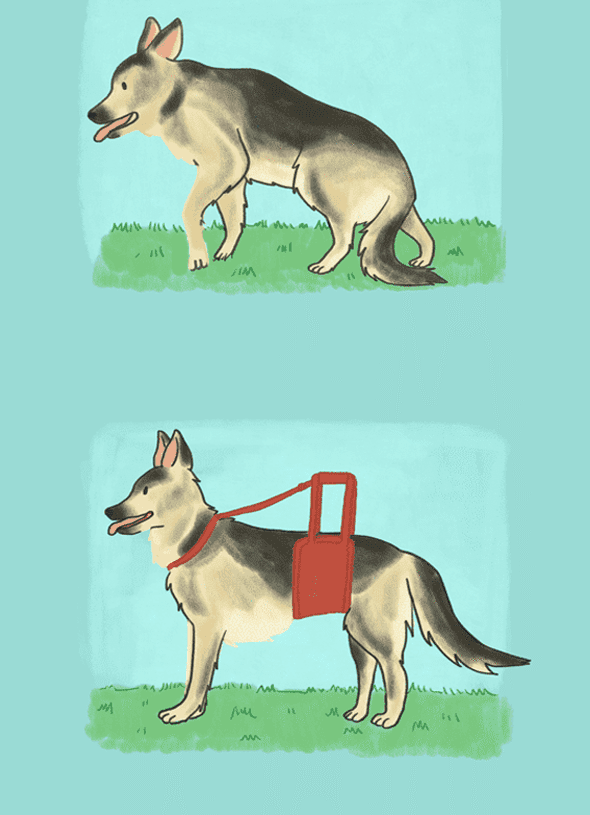 بیماری دژنراتیو میلوپاتی ژرمن شپرد