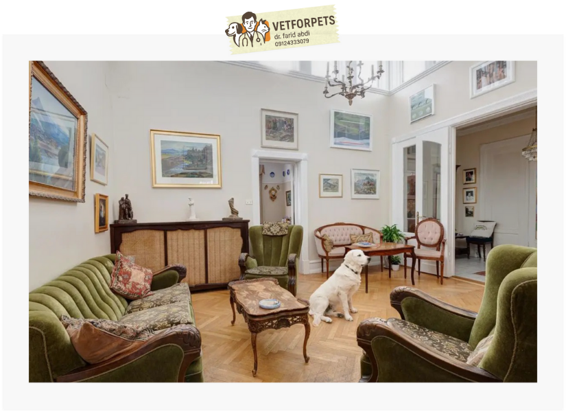 تنها ماندن سگ در هتلهای پت فرندلی