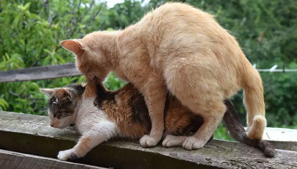 کشف همه چیز درباره بلوغ در گربه‌ها از سن شروع تا علائم نر و ماده. راهنمای جامع برای صاحبان تازه‌کار با نکات عقیم‌سازی و مدیریت رفتار