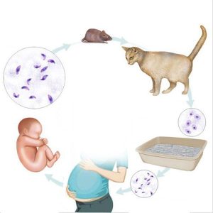 موی گربه و نازایی