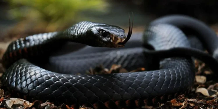 نگهداری مار