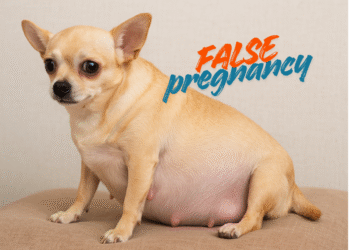 حاملگی کاذب