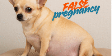 حاملگی کاذب