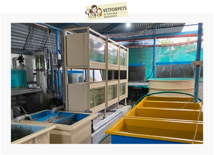 تکثیر و پروش ماهی بصورت تخصصی