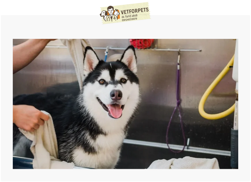 حمام کردن سگ هاسکی