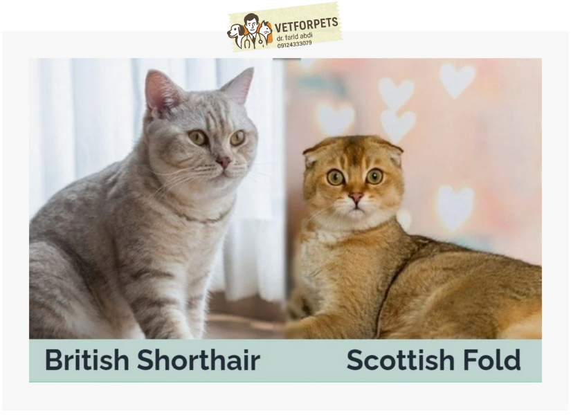 تفاوت گربه بریتیش و اسکاتیش از لحاظ ظاهر