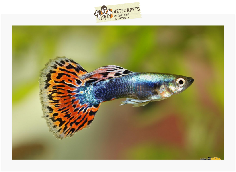 پرورش ماهی گوپی