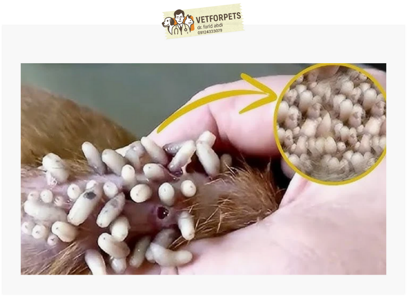 پیشگیری از کرمزدگی زخم سگ