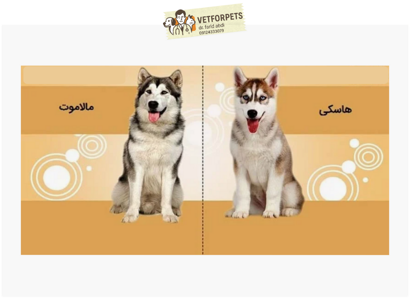 تفاوت ظاهری سگ هاسگی با مالاموت