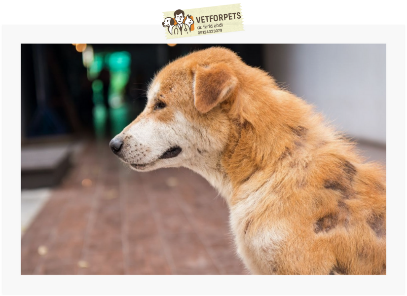 ریزش موی سگ بصورت تکه ای