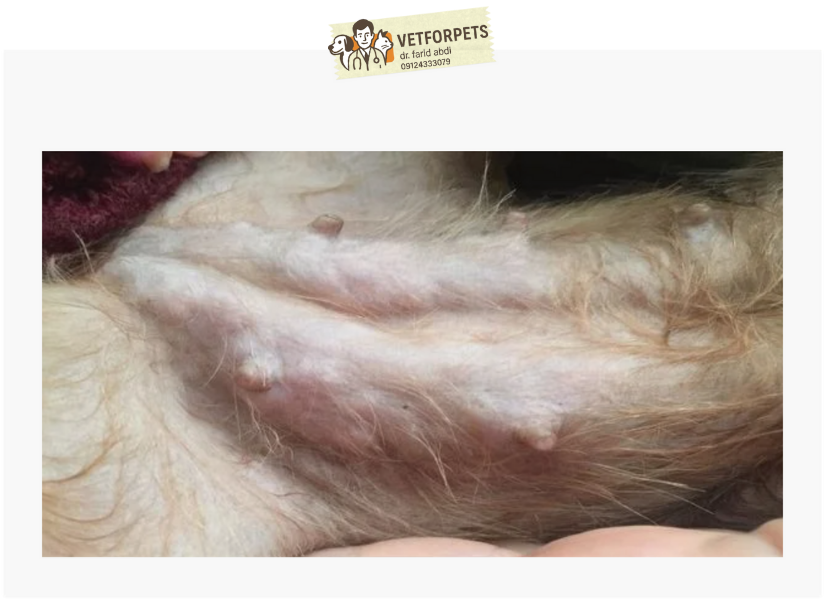 التهاب پستان