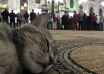 گربه نجس است؟