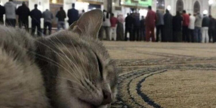 گربه نجس است؟