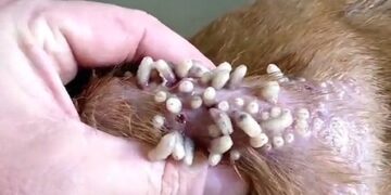 کرم‌زدگی زخم سگ