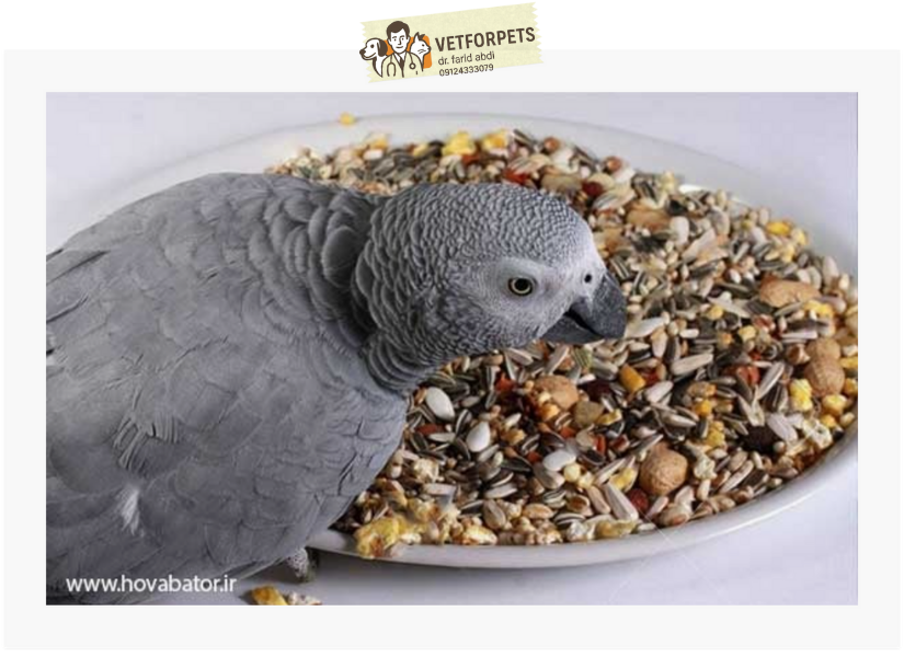 تغذیه اصولی کاسکو