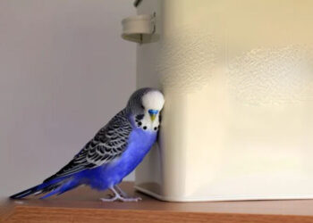 گوشه‌گیری پرندگان