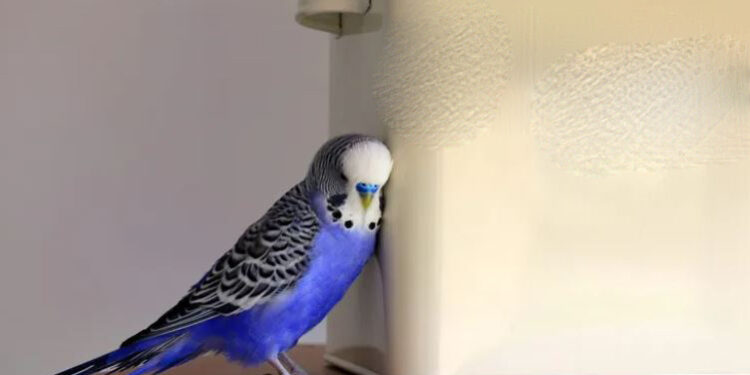 گوشهگیری پرندگان