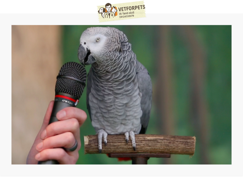 آموزش حرف زدن به کاسکو