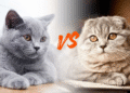 تفاوت گربه بریتیش و اسکاتیش