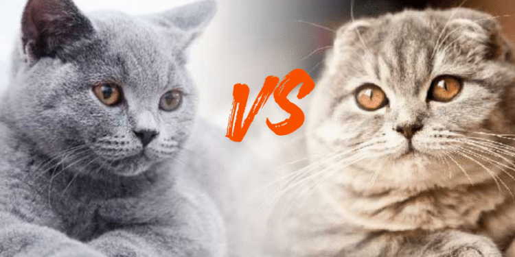 تفاوت گربه بریتیش و اسکاتیش