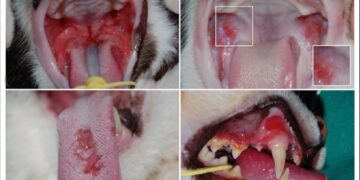 کلسی ویروس بیماری شایع در گربه ها