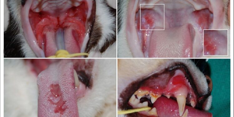 کلسی ویروس بیماری شایع در گربه ها