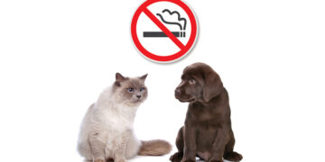 مضرات دود سیگار برای حیوانات