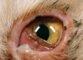 عفونت چشم در گربه
