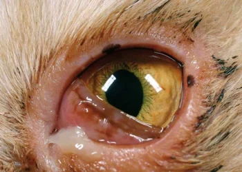 عفونت چشم در گربه