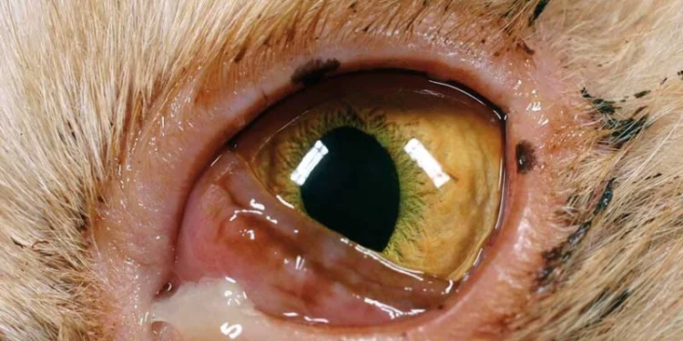 عفونت چشم در گربه