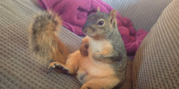 نگهداری سنجاب در خانه