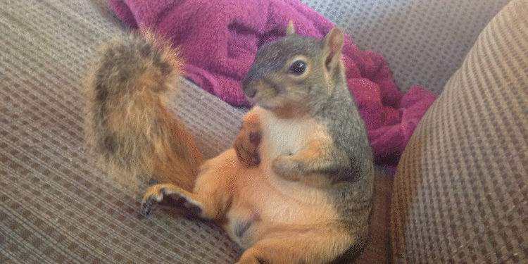 نگهداری سنجاب در خانه