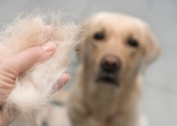 ریزش موی سگ