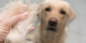 ریزش موی سگ