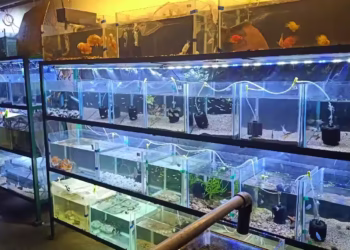 پرورش ماهی های زینتی