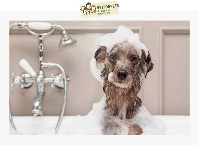 حمام کردن منظم جهت پیشگیری از ریزش موی سگ 